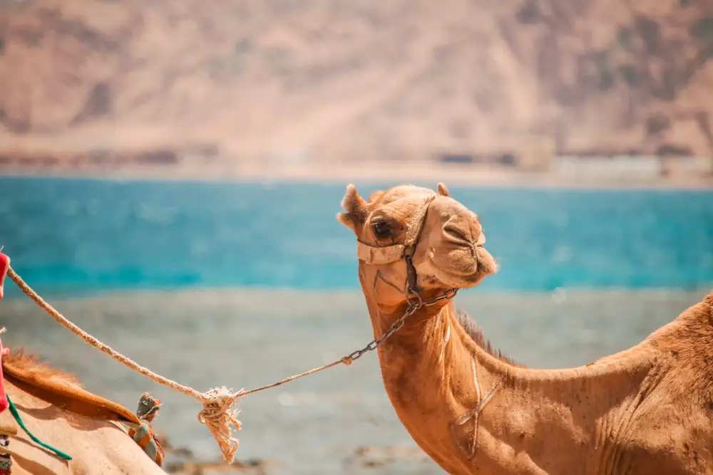 Camel on the beach in Dahab with the Red Sea behind it