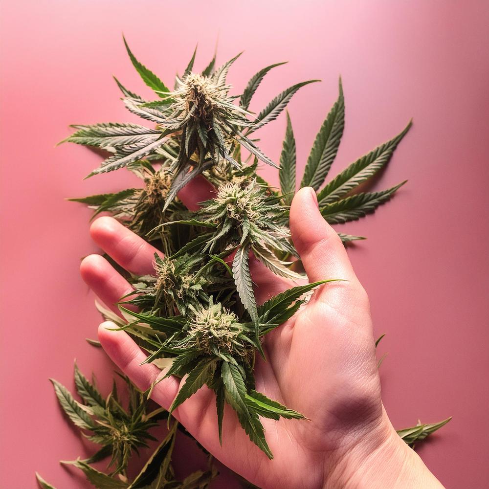 Cannabissamen richtig lagern: Tipps fr maximale Keimfhigkeit