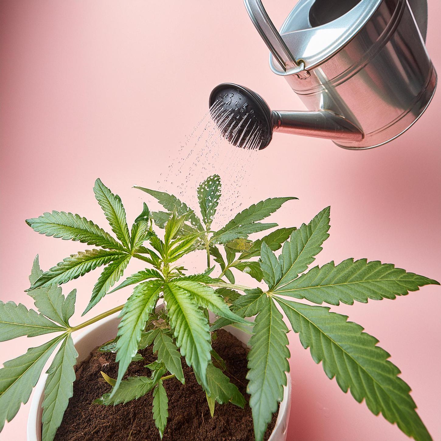 Melasse fr Cannabispflanzen: Anwendung, Vorteile & Tipps | Grow-Guide